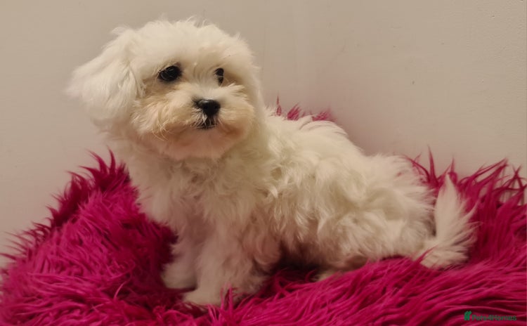 Maltipoo dogs - Advert 2