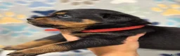 Rottweiler dogs for sale: ✨Big bone Pups for Sale Healthy & Ready to Go 🐶✨ in Skegness - Advert 2
