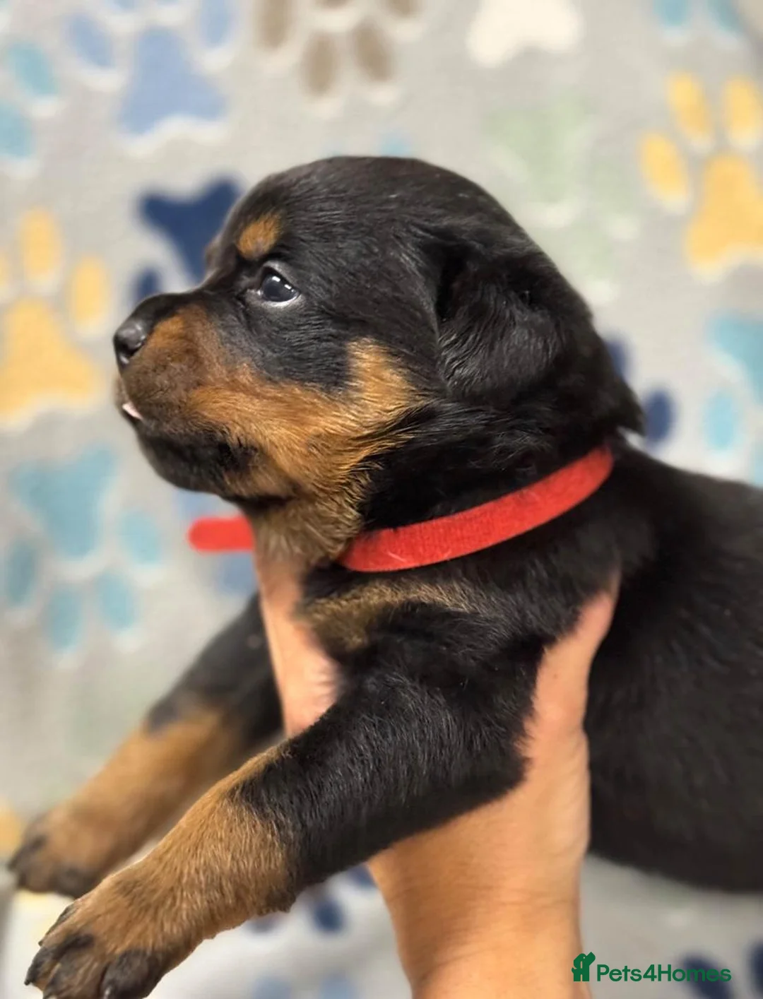 Rottweiler dogs for sale: ✨Big bone Pups for Sale Healthy & Ready to Go 🐶✨ in Skegness - Advert 2