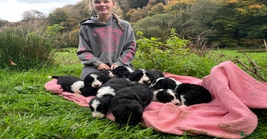 Bordoodle dogs - Advert 4