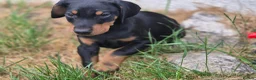 Dobermann dogs for sale: ⭐️⭐️⭐️⭐️⭐️ KC Reg Euro Dobermann male available.  - Advert 14