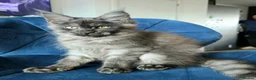 Maine Coon cats for sale: Maine Coon kittens, 2 girls , 1 boy  - Advert 1