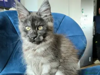 Maine Coon cats for sale: Maine Coon kittens, 2 girls , 1 boy - Advert 2