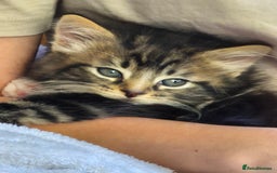 Mixed Breed cats for sale: Beautiful fluffy kittens - Image 13