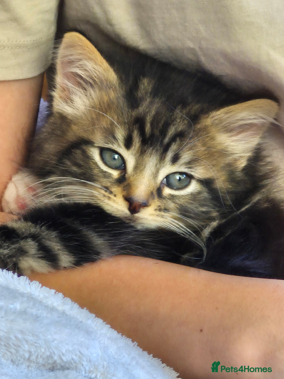 Mixed Breed cats for sale: Beautiful fluffy kittens - Image 13