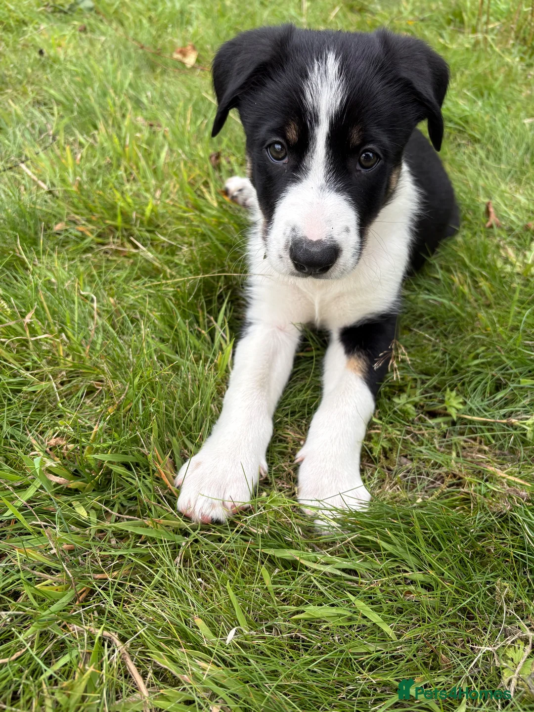 Border Collie dogs for sale: Border Collie puppies  - Advert 2