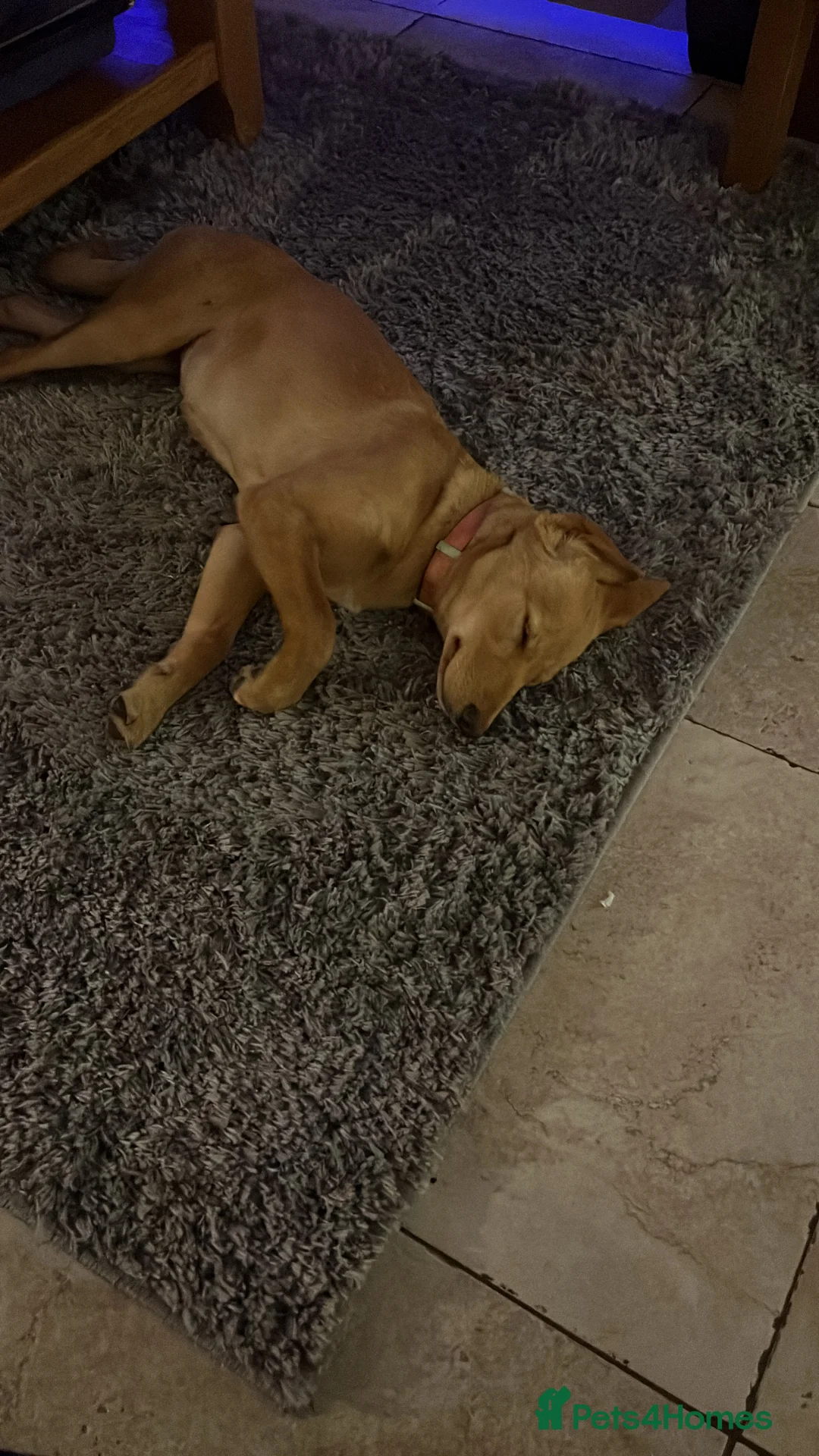 Borador dogs for sale: Gorgeous Pup 💖 - Advert 3