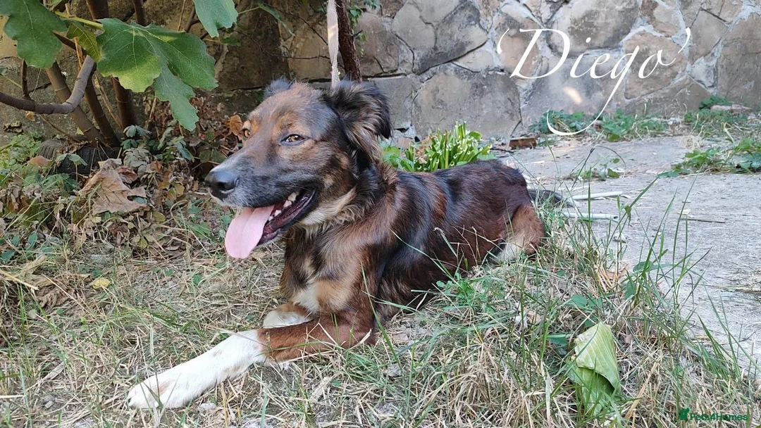 Mixed Breed dogs for adoption: Diego, 1-2 yrs old. Available for adoption. in Brixham - Advert 2