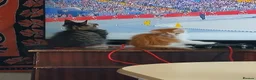 Maine Coon cats for sale: Maine Coon Kittens for Sale - Advert 17