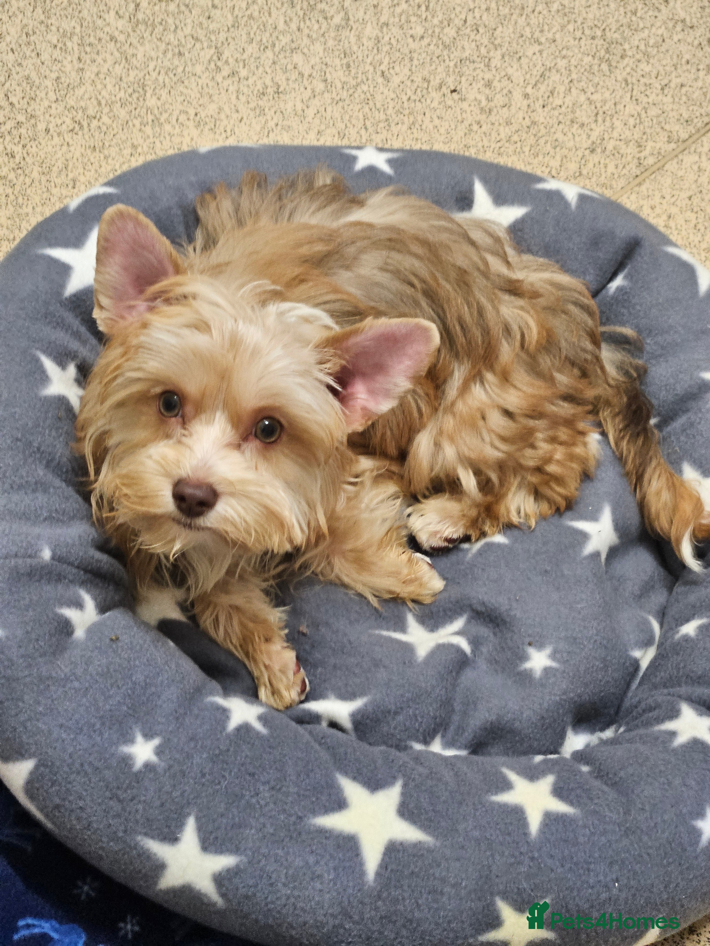 Yorkshire Terrier dogs Small Blonde Yorkie girl ready now - Advert 1