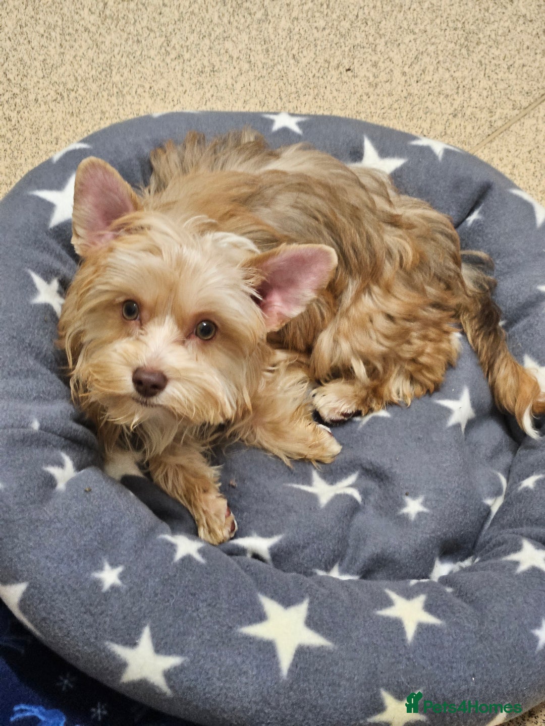 Yorkshire Terrier dogs for sale: Small Blonde Yorkie girl ready now - Advert 1