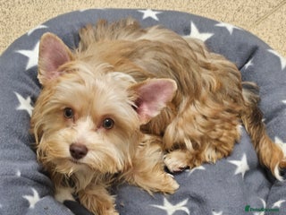 Yorkshire Terrier dogs Small Blonde Yorkie girl ready now - Advert 1