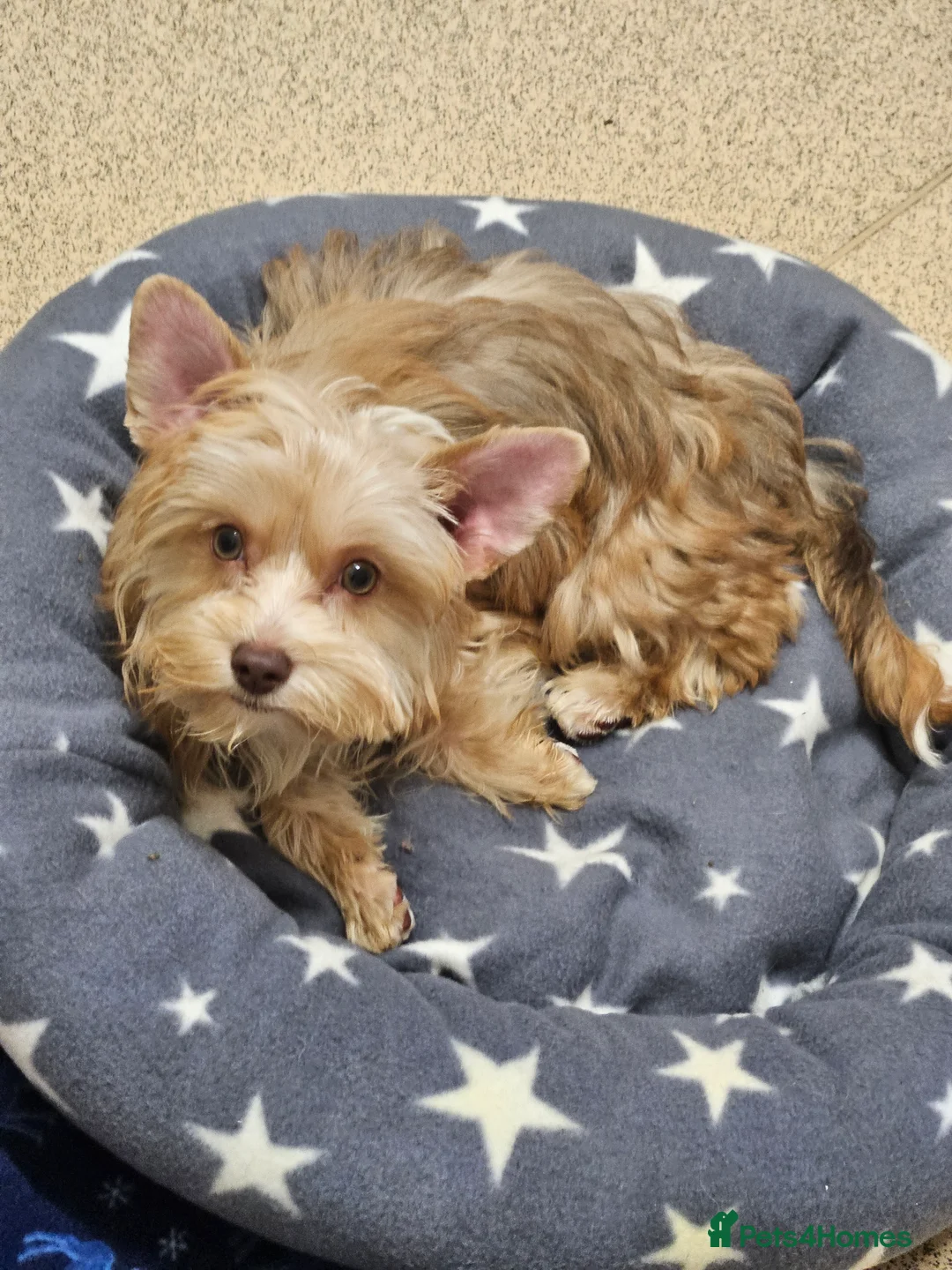 Yorkshire Terrier dogs for sale: 🤎 DNA tested mother 🤎 Blonde Yorkie girl - Advert 2