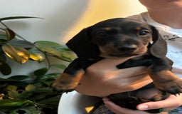 Miniature Dachshund dogs for sale: Lovely black and tan miniature dachshund pups - Image 2