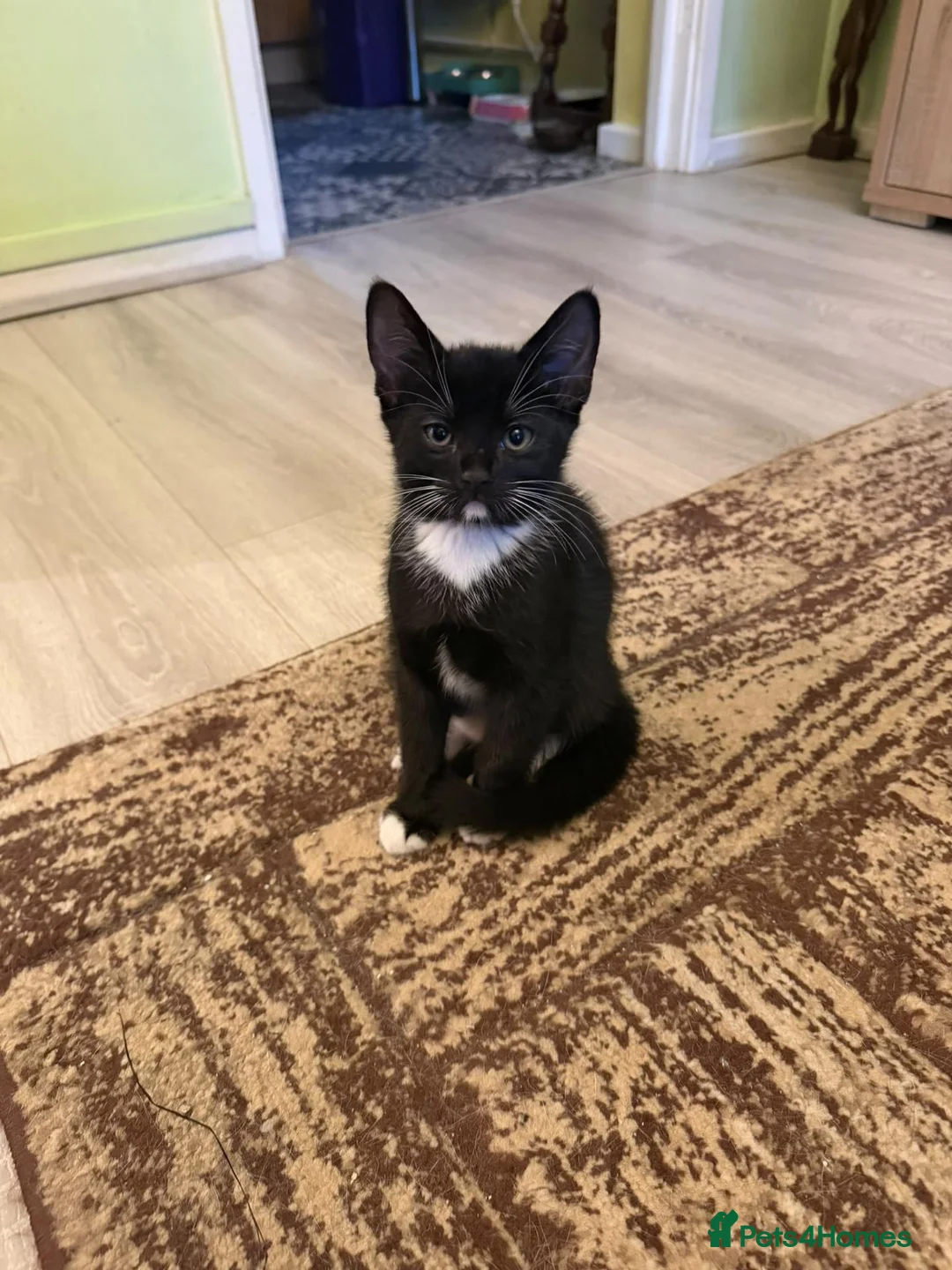 Mixed Breed cats for sale: Lovely kittens in Oxford - Advert 1
