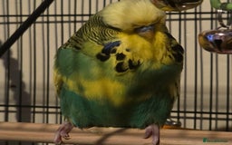 Budgerigars birds for sale: 2 Male Exhibition Budgies  - Image 2