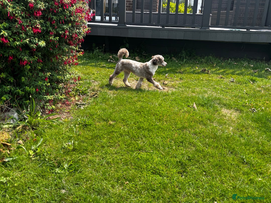 Sproodle dogs for sale: 💥 Rare Gorgeous Chocolate Merle Sproodles 🐶 - Advert 22