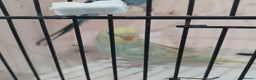 Budgerigars birds for sale: BUDGIES FOR SALE  - Advert 7