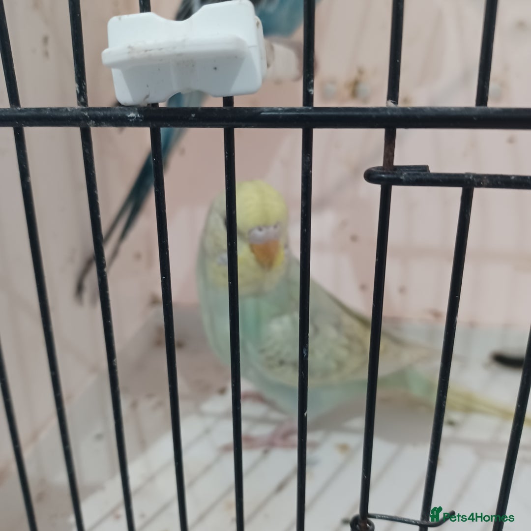 Budgerigars birds for sale: BUDGIES FOR SALE  - Advert 7