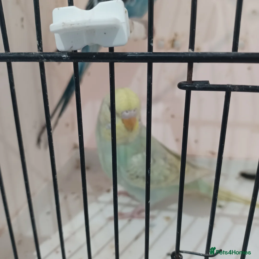 Budgerigars birds for sale: BUDGIES FOR SALE  - Advert 7