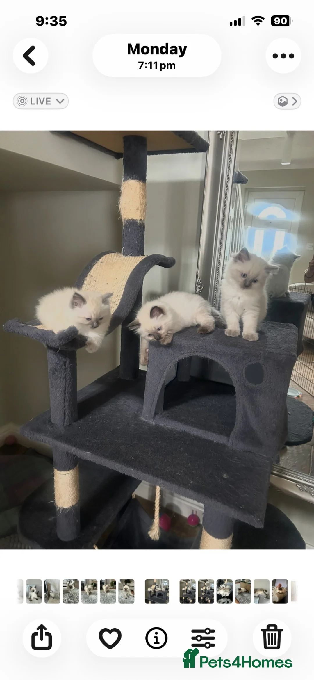 Ragdoll cats for sale: Pure ragdoll kittens - Advert 2