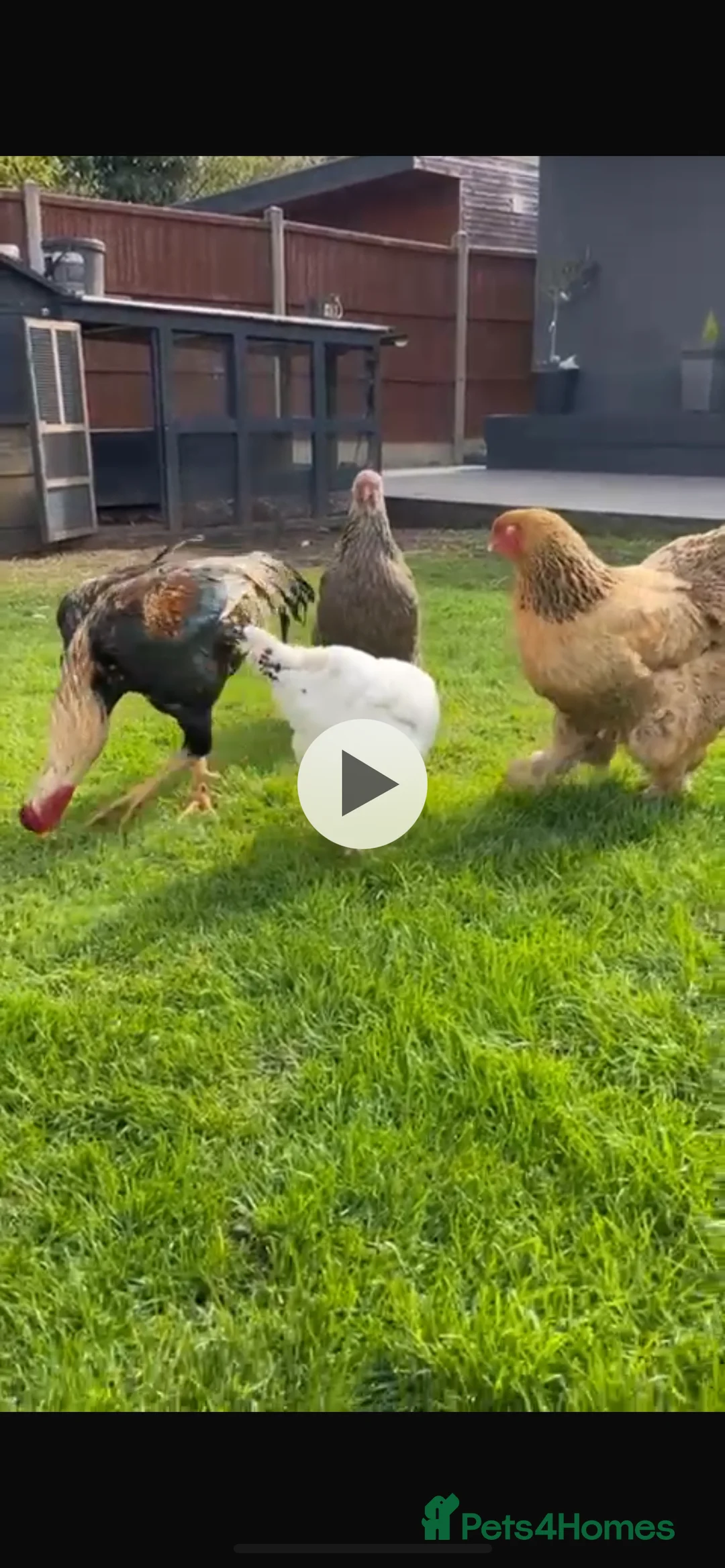 Chickens poultry for sale: Gold and grey Brahma Hens large laying  - Advert 2