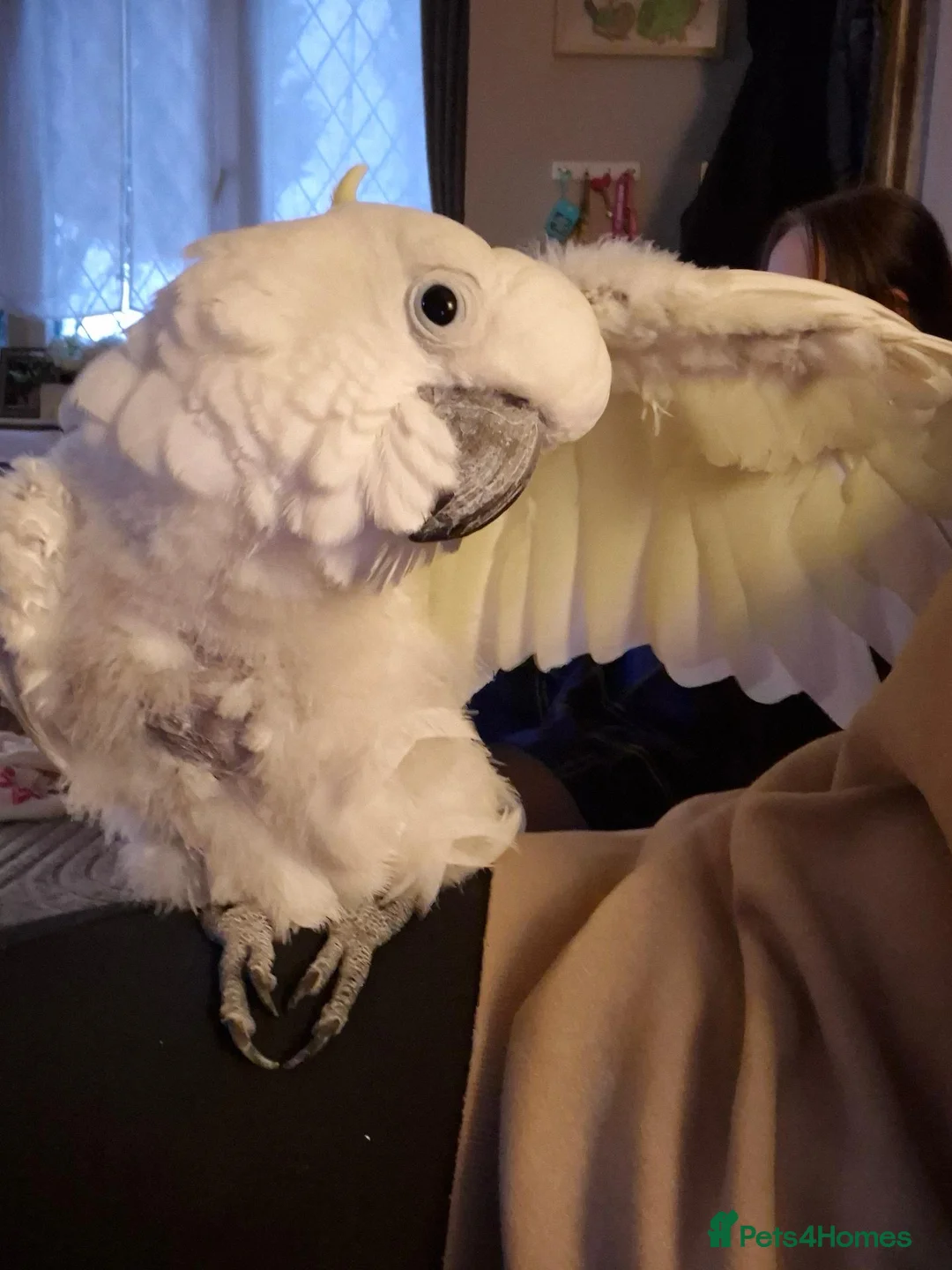Cockatoo birds for sale: Sulphur crested cockatoo  - Advert 4