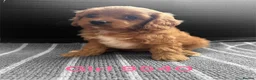 Cavapoo dogs for sale: cavapoo pups ready now  - Advert 4