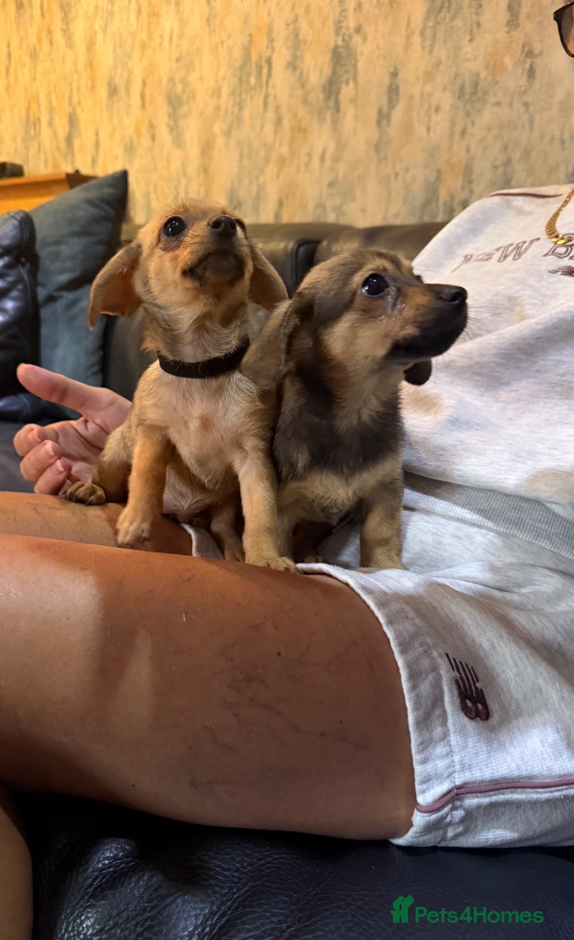 Mixed Breed dogs Dameranian puppies - Advert 2