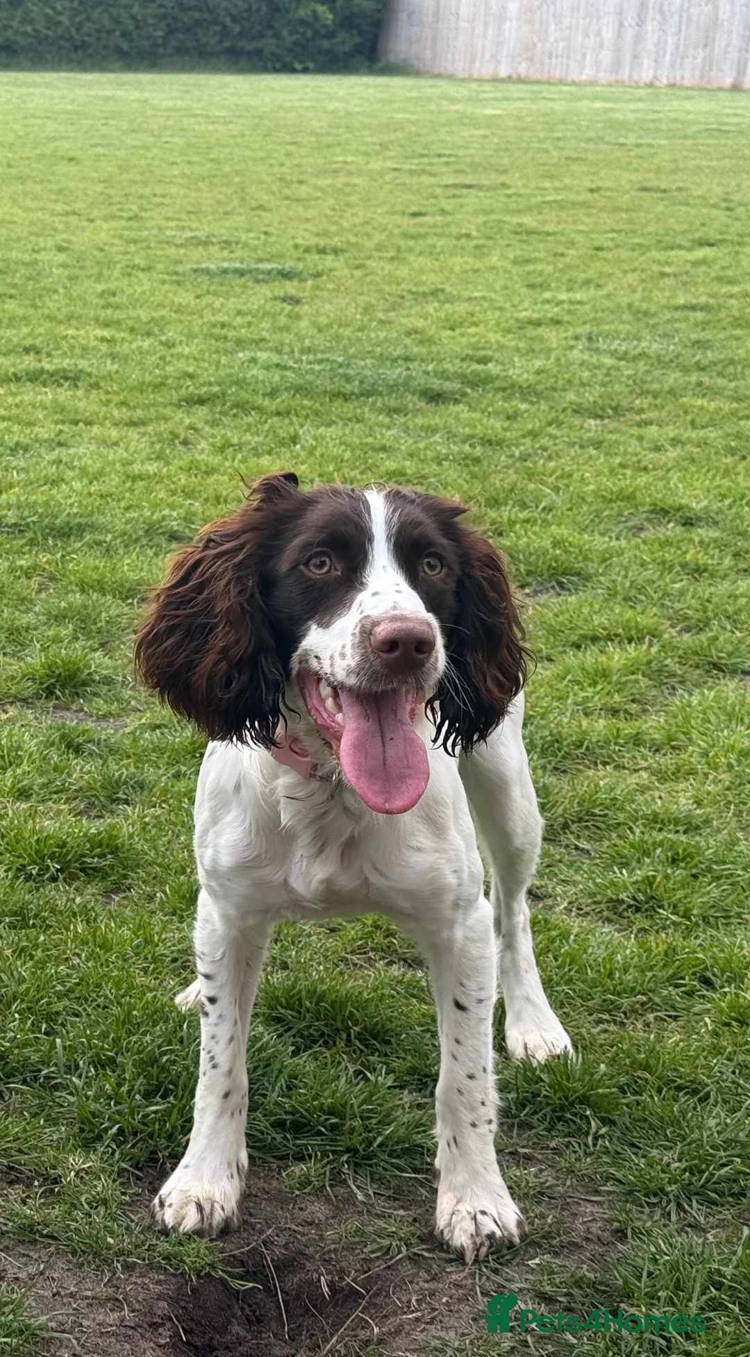 English Springer Spaniel dogs for sale: Female Springer Spaniel - Advert 1