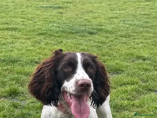 English Springer Spaniel dogs Female Springer Spaniel - Advert 12