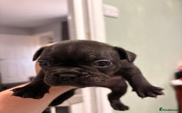 French Bulldog dogs for sale: French bulldogs  - Image 5