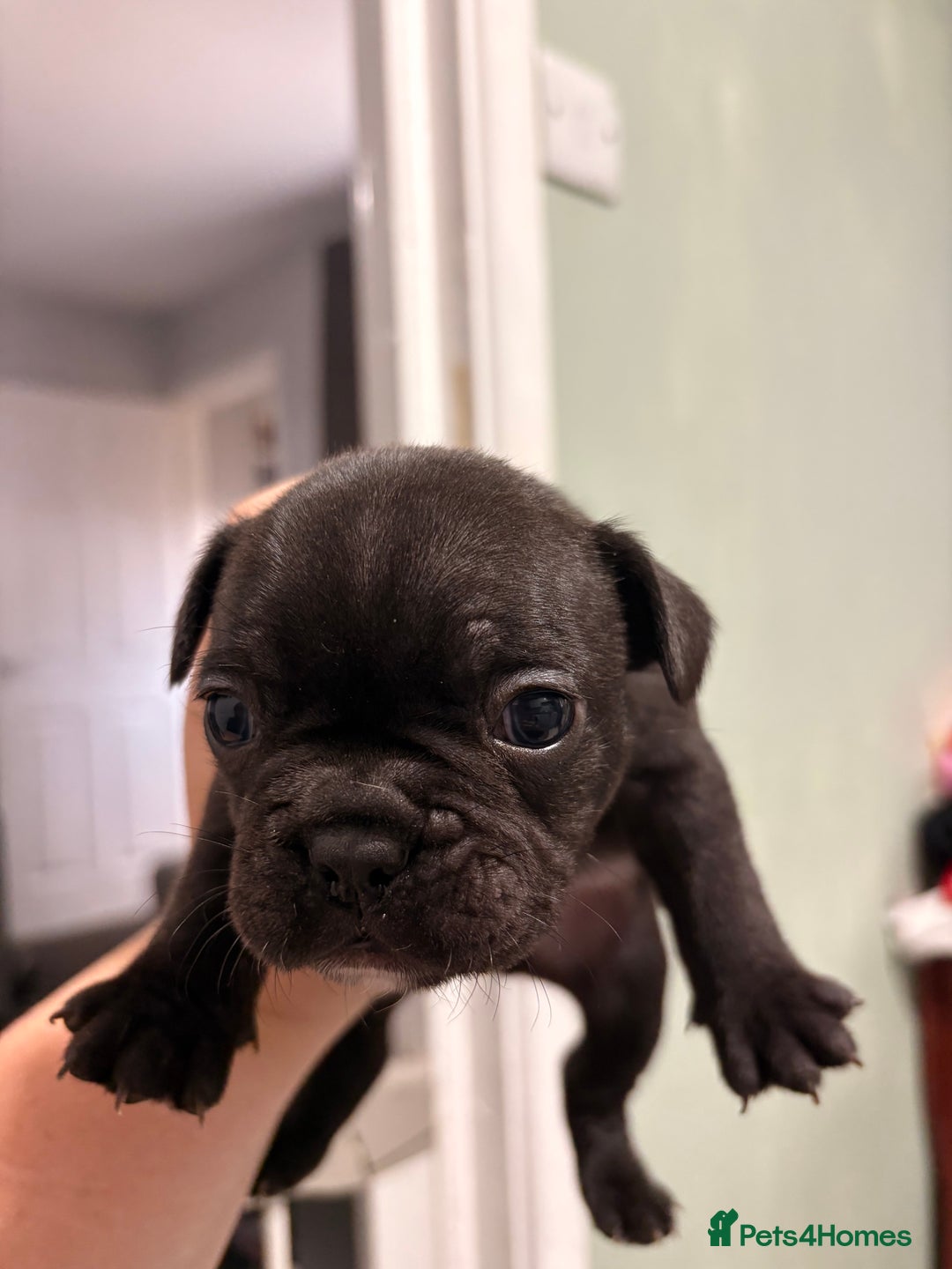 French Bulldog dogs for sale: French bulldogs  - Image 5