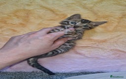 Bengal cats for sale: TICA Genetic & Health Tested Bengal Kittens  - Image 27