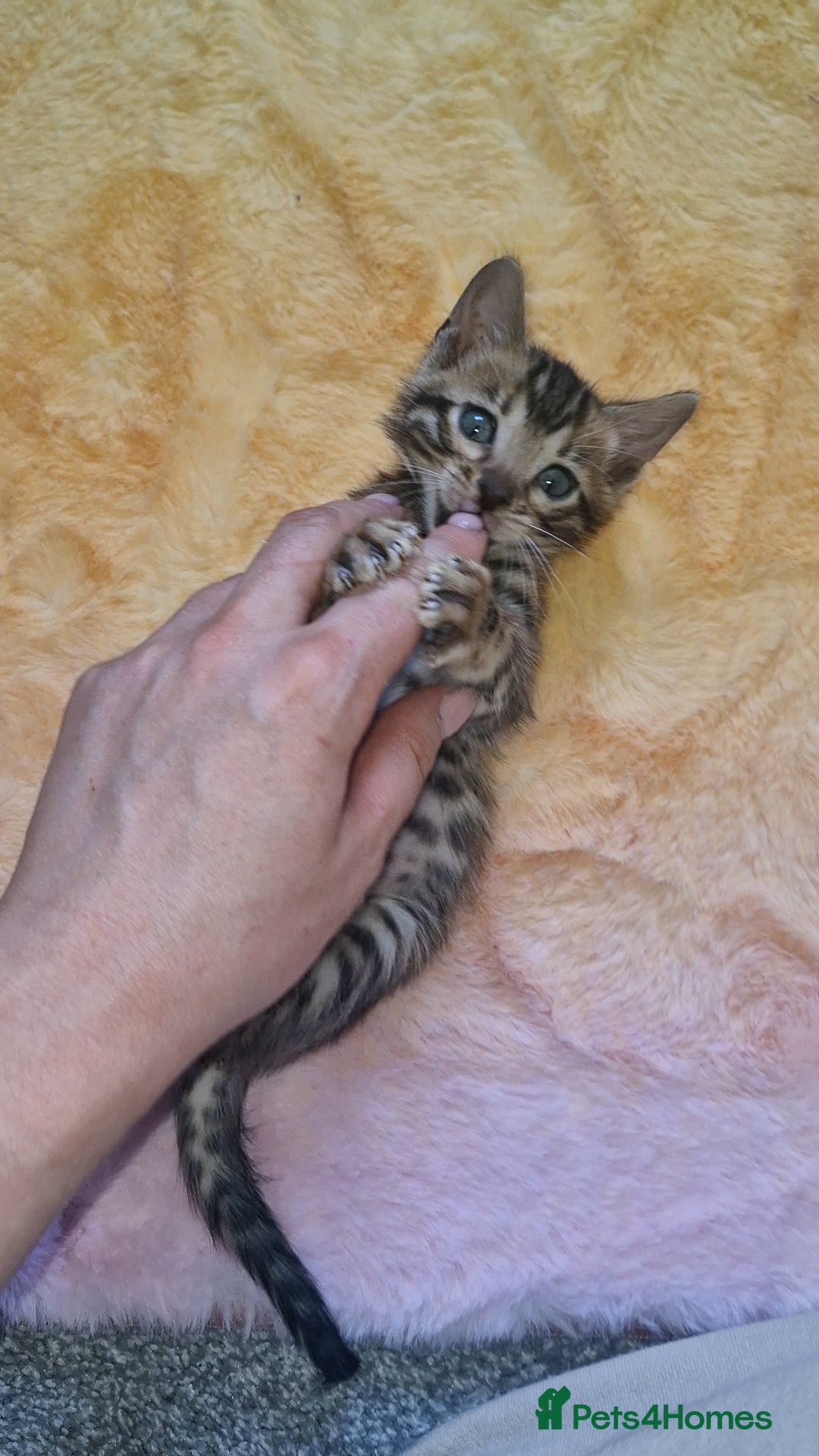Bengal cats for sale: TICA Genetic & Health Tested Bengal Kittens  - Image 27
