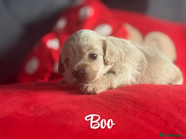 Chipoo dogs - Advert 5