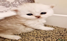 Persian cats for sale: Pure chinchilla Persians!!  - Image 9
