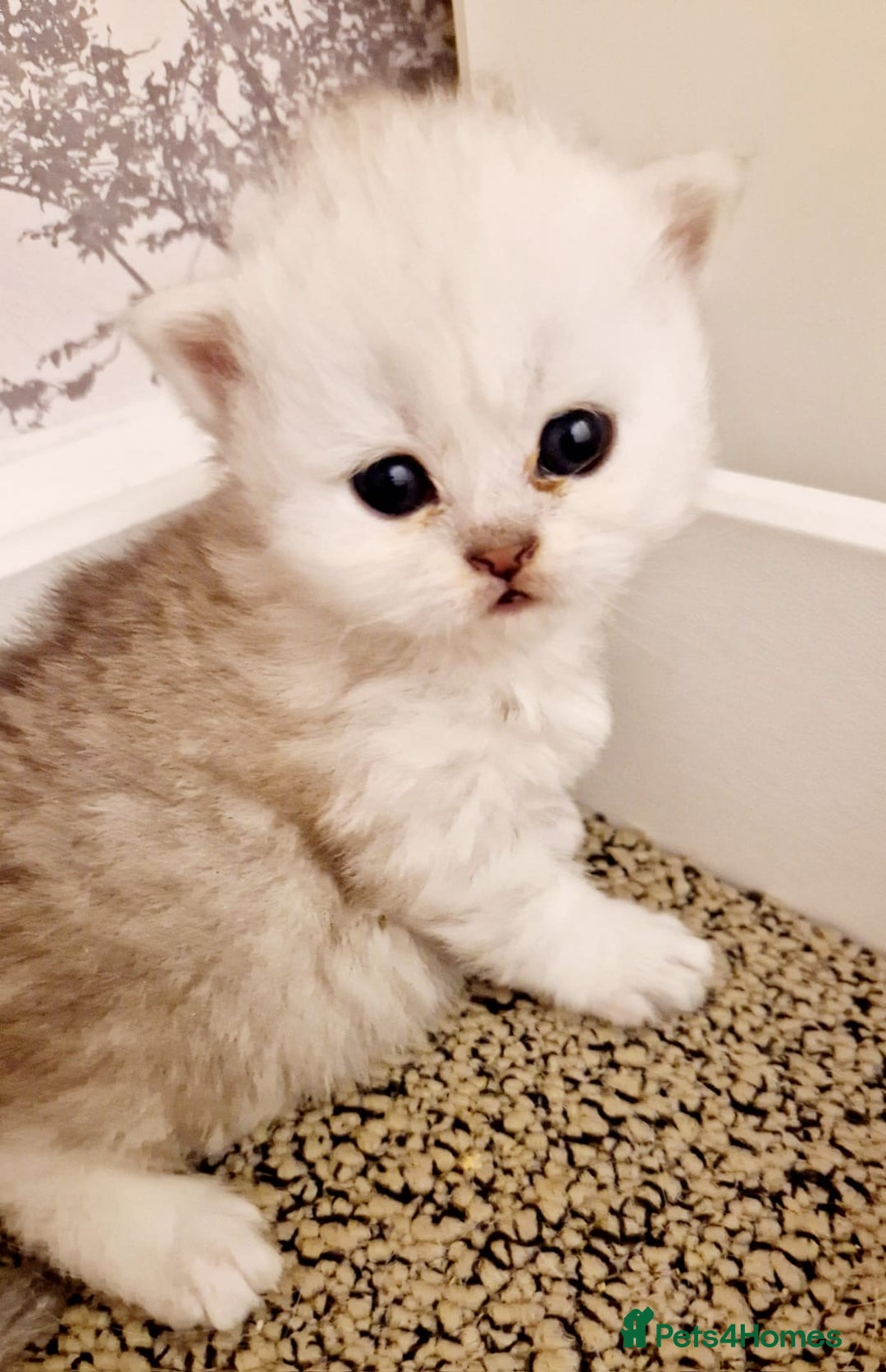 Persian cats for sale: Pure chinchilla Persians!!  - Image 9