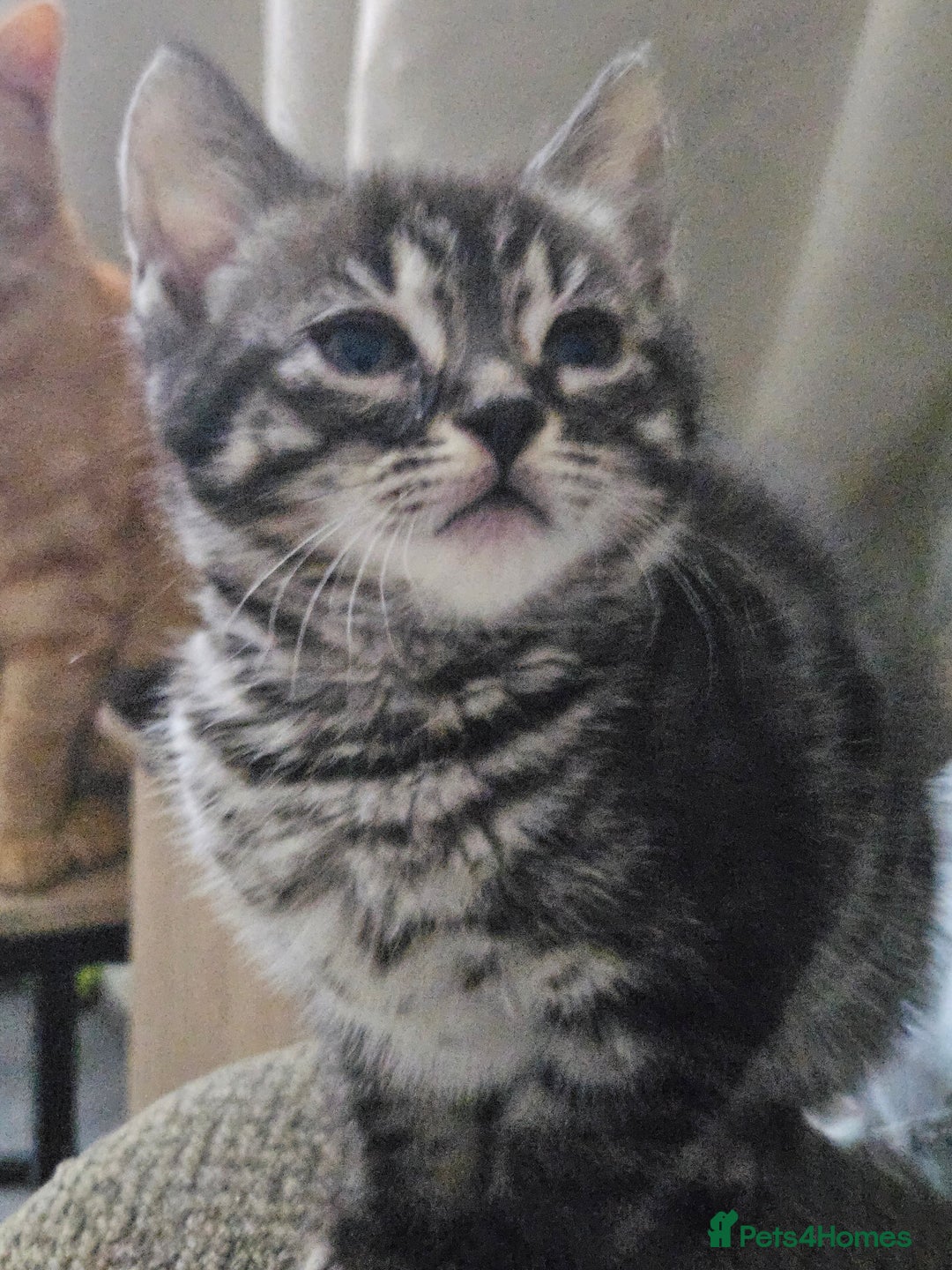 Bengal cats for sale: 9 week old bengal cross  - Advert 4