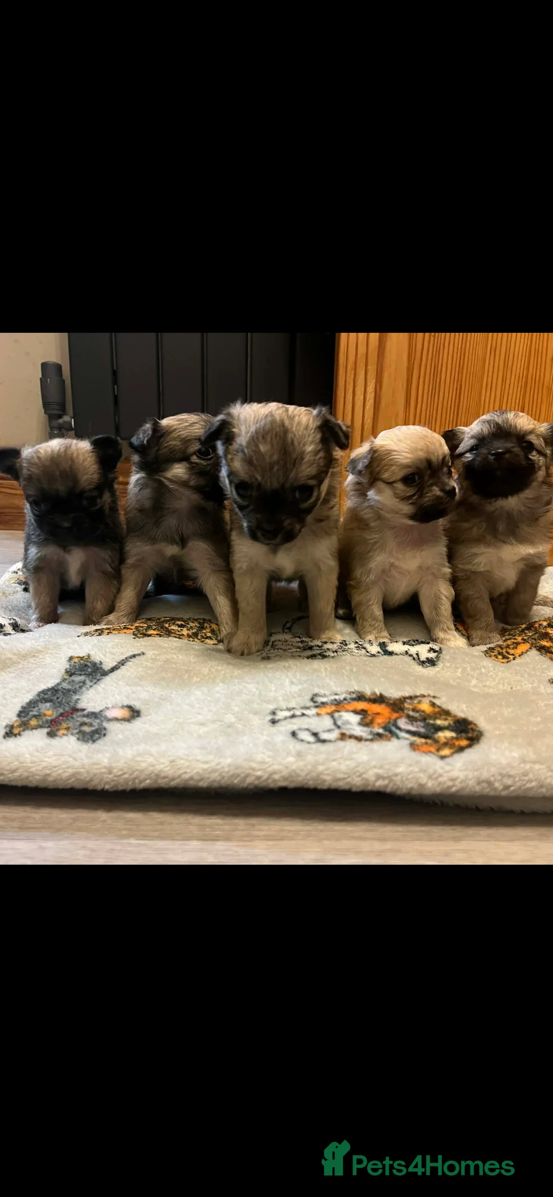 Chihuahua dogs for sale: Long coated chihuahua puppies  - Advert 8