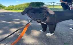 Mixed Breed dogs for adoption: Meet Buffy, currently residing in Cheshire  - Image 3