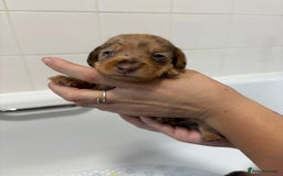 Mixed Breed dogs for sale: Dorkie puppies - Image 13