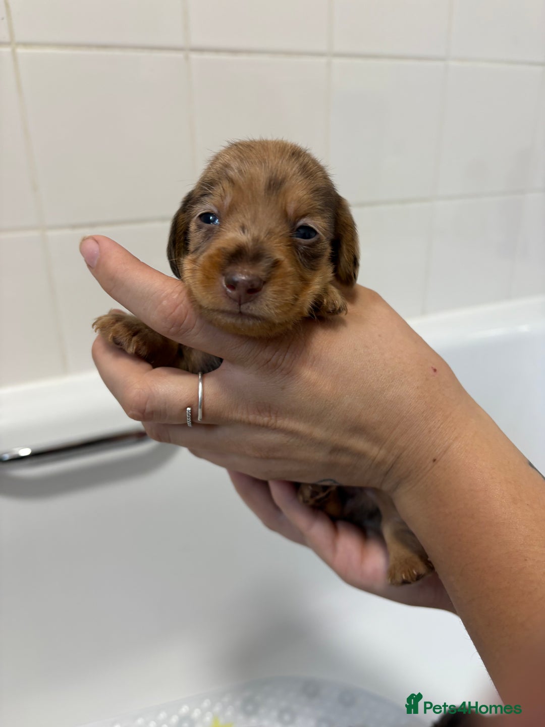 Mixed Breed dogs for sale: Dorkie puppies - Image 13