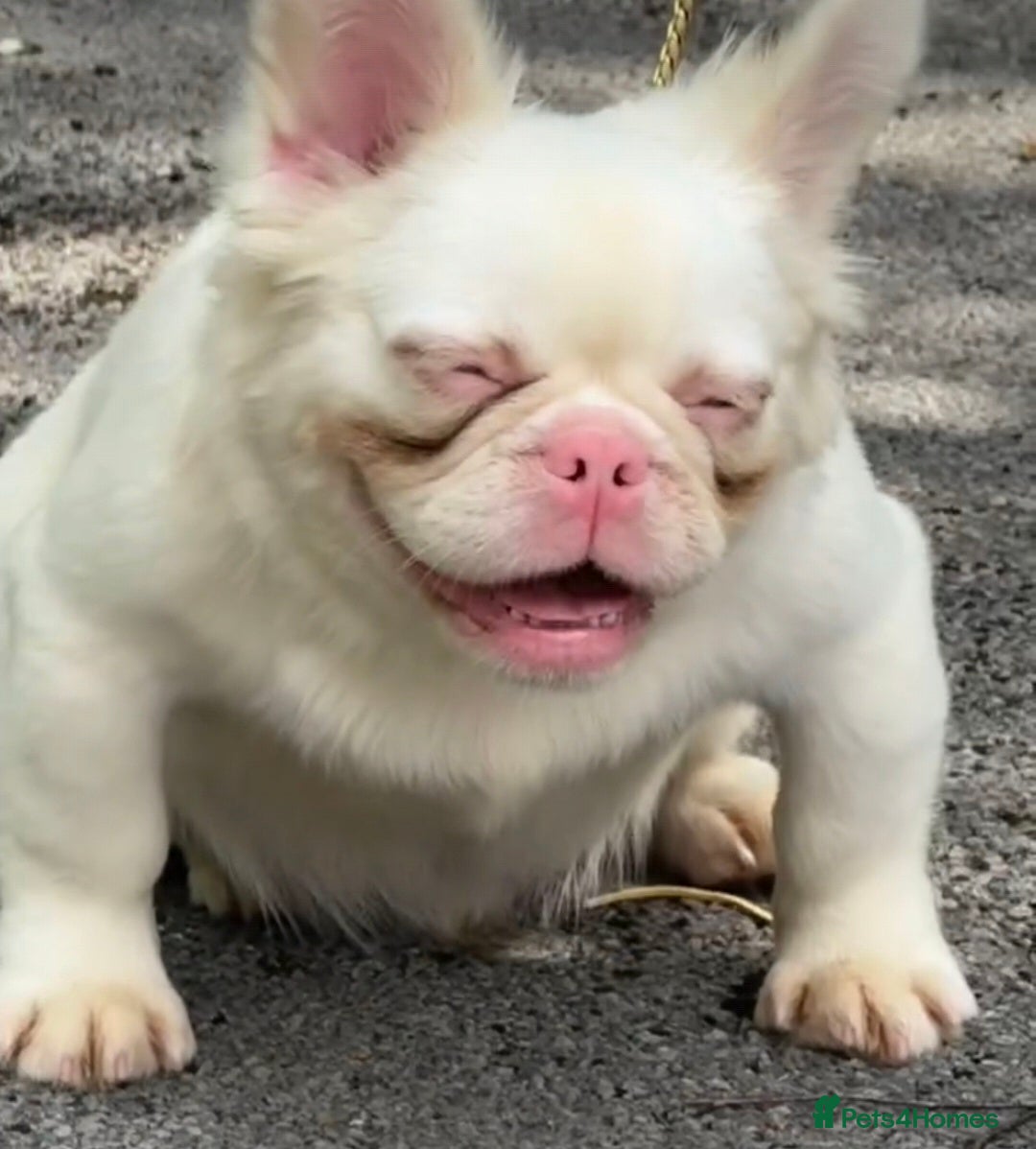 French Bulldog dogs ALPHA WOLF FOR STUD - Advert 1