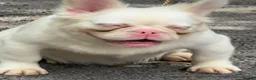 French Bulldog dogs for stud: ALPHA WOLF FOR STUD - Advert 1