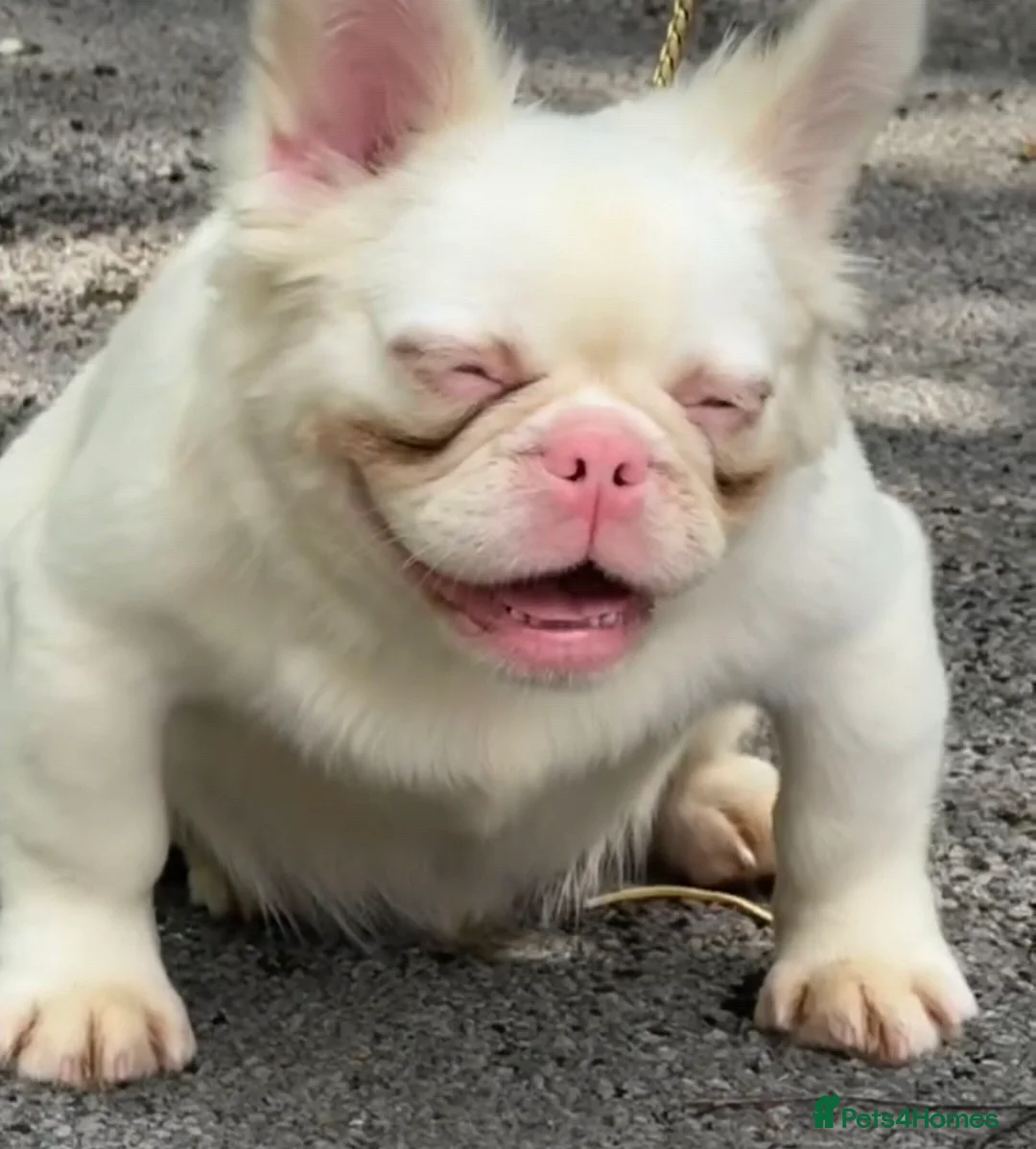 French Bulldog dogs for stud: ALPHA WOLF FOR STUD - Advert 1