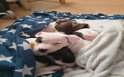 Staffordshire Bull Terrier dogs for sale: Staffie puppies for sale  - Image 24