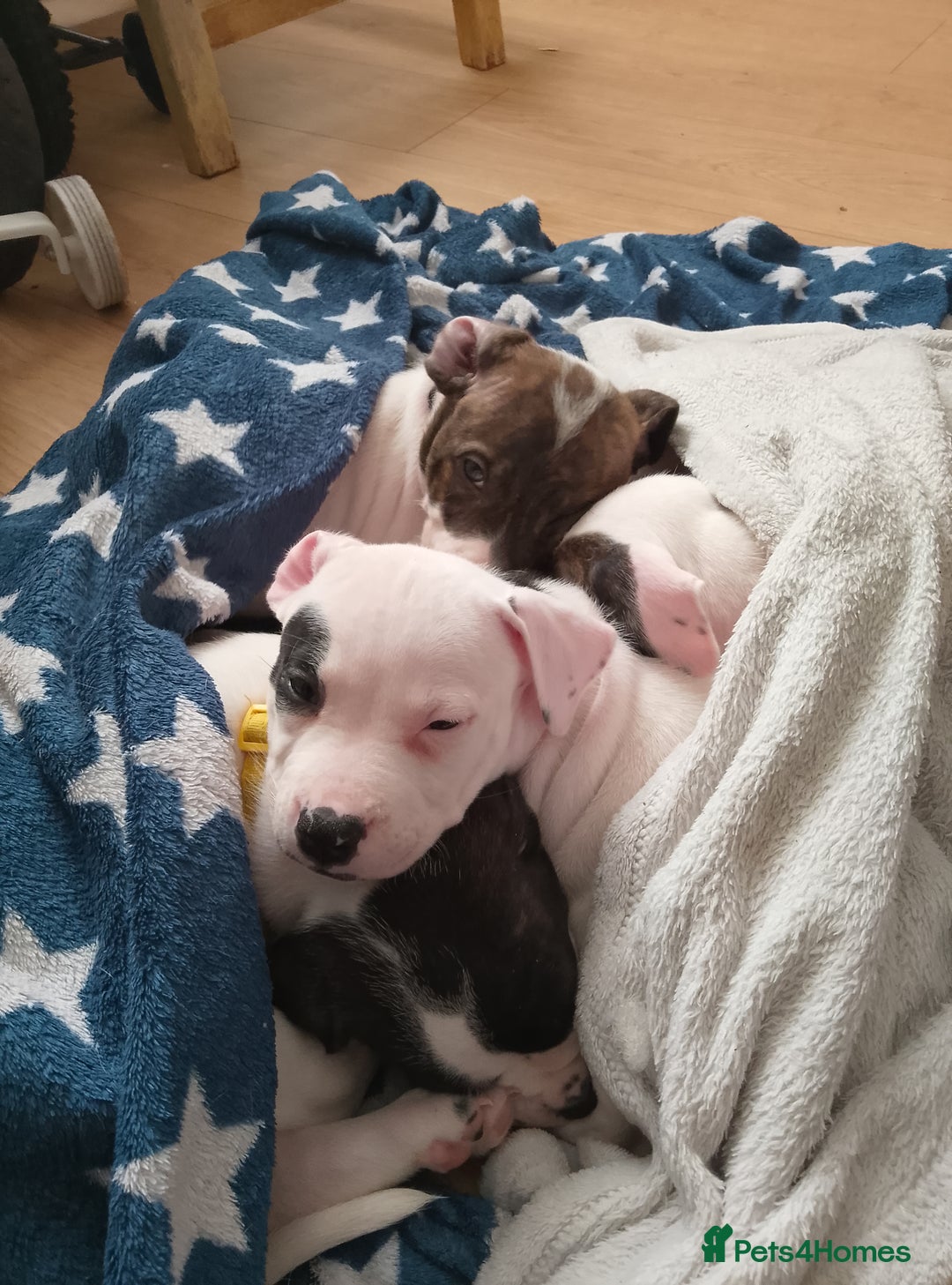 Staffordshire Bull Terrier dogs for sale: Staffie puppies for sale  - Image 24