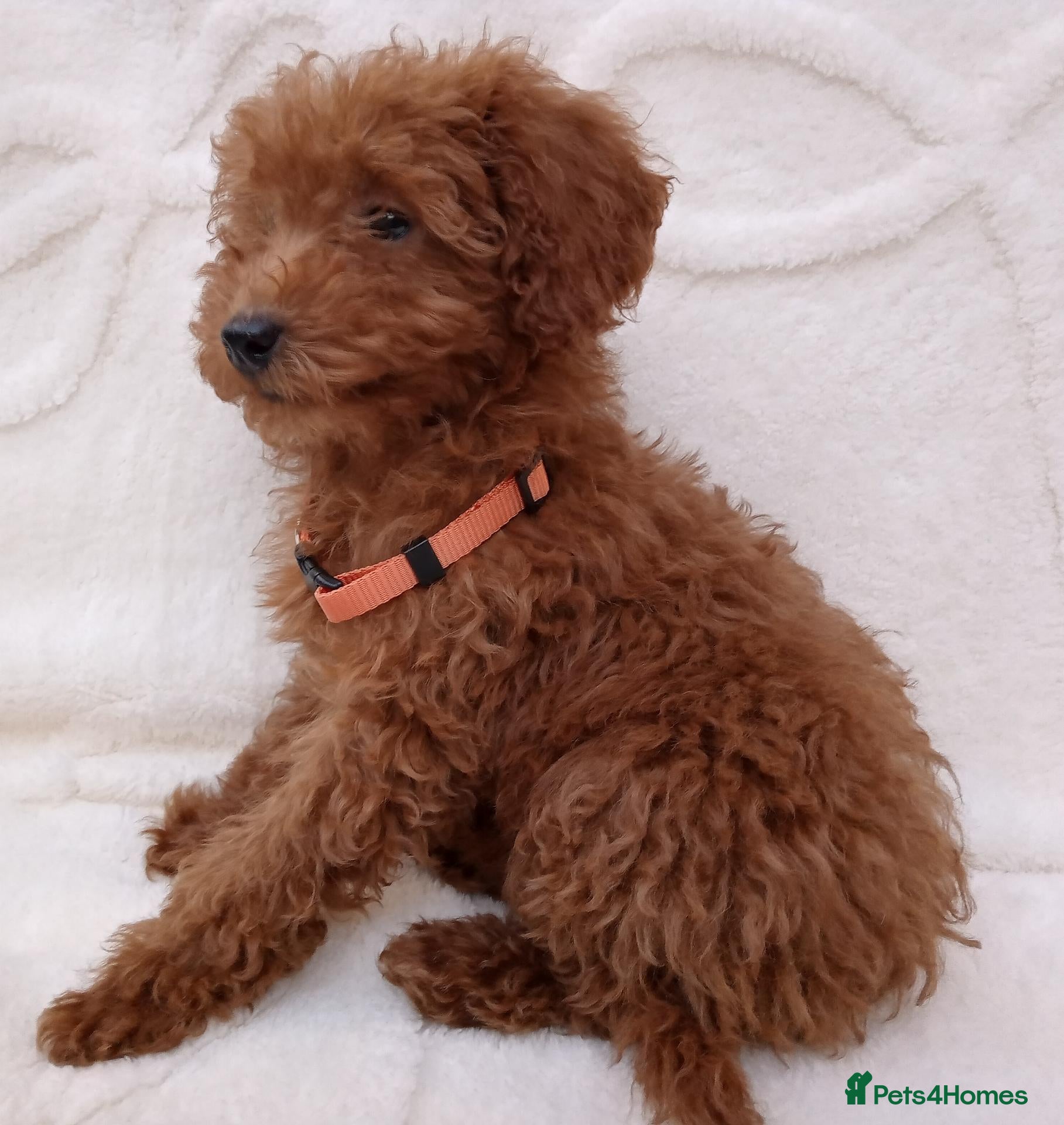 Miniature Poodle dogs Miniature poodle puppies. - Advert 2