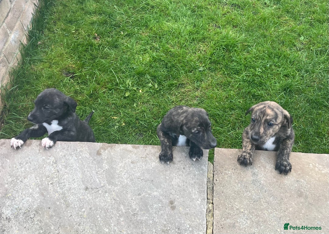 Lurcher dogs for sale: lurcher pups - Advert 12
